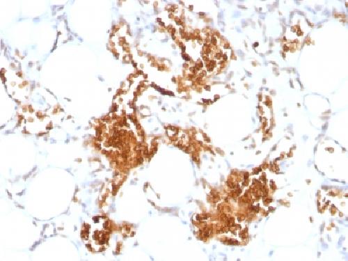 Glycophorin A / CD235a (Erythrocyte Marker) Antibody