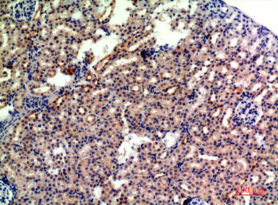 GYPA Antibody