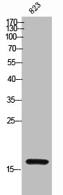 GYPA antibody