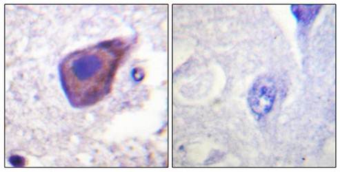 Gz-α (Ab-16) Antibody