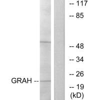 GZMH antibody