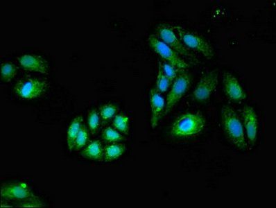 GZMK Antibody
