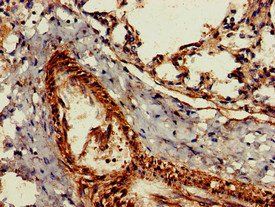 GZMK Antibody
