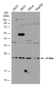 H-RAS antibody