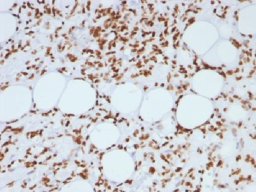 Histone H1 (Pan Nuclear Marker) Antibody