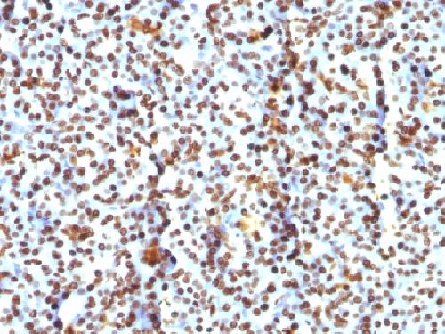 Histone H1 (Pan Nuclear Marker) Antibody