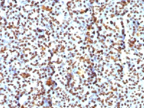 H1 antibody