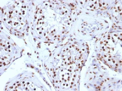 Histone H1 (Pan Nuclear Marker) Antibody