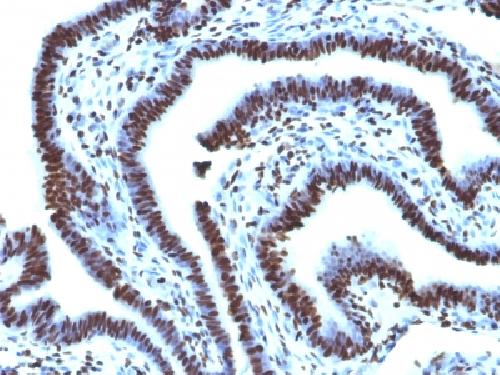 Histone H1 (Pan Nuclear Marker) Antibody