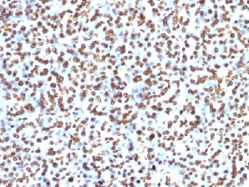 Histone H1 (Pan Nuclear Marker) Antibody