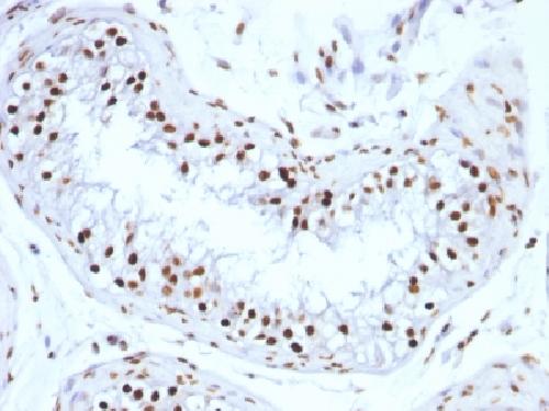 Histone H1 (Pan Nuclear Marker) Antibody