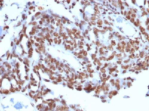 Histone H1 (Pan Nuclear Marker) Antibody