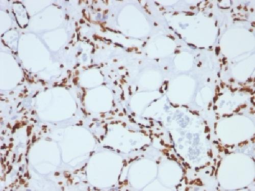 Histone H1 (Pan Nuclear Marker) Antibody