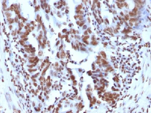Histone H1 (Pan Nuclear Marker) Antibody