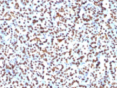 Histone H1 (Pan Nuclear Marker) Antibody