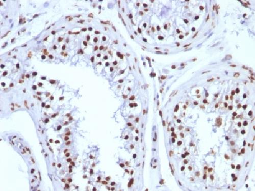 Histone H1 (Pan Nuclear Marker) Antibody