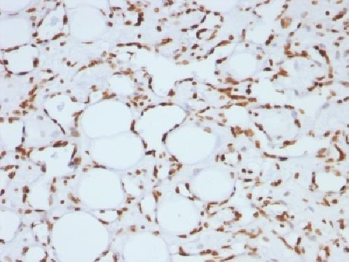 Histone H1 (Pan Nuclear Marker) Antibody