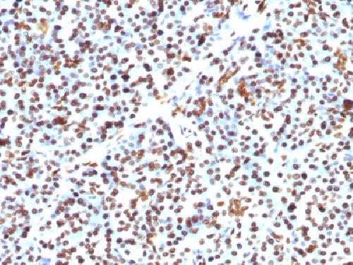 Histone H1 (Pan Nuclear Marker) Antibody