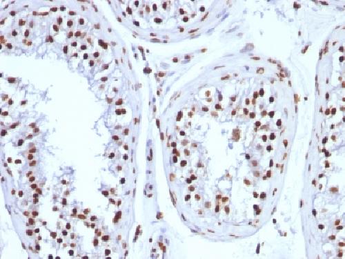 Histone H1 (Pan Nuclear Marker) Antibody