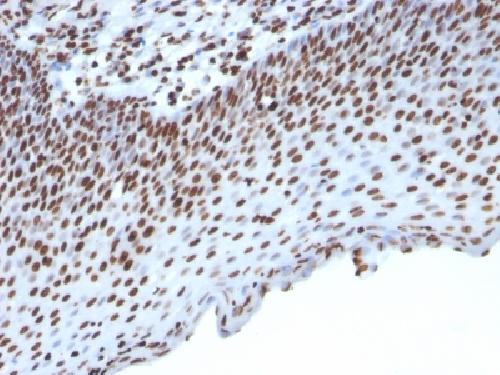 Histone H1 (Pan Nuclear Marker) Antibody