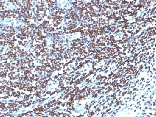 Histone H1 (Pan Nuclear Marker) Antibody