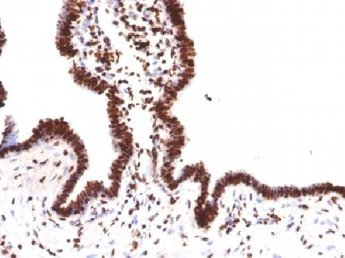 Histone H1 (Pan Nuclear Marker) Antibody