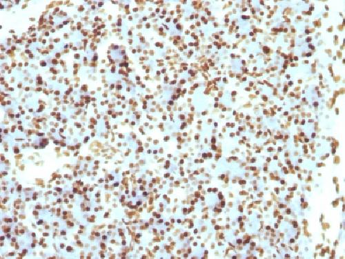 Recombinant Histone H1 (Pan Nuclear Marker) Antibody