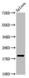 H1F0 (Ab-101) antibody