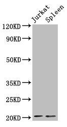 H1F0 (Ab-107) antibody