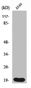 H1F0 Antibody