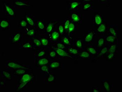 H2AFX (Ab-139) Antibody