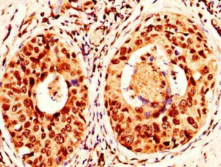 H2AFX (Ab-139) Antibody