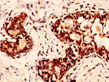 H2AFX (Ab-139) Antibody