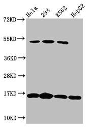H2AFX (Ab-139) Antibody