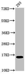 H2AFX (Ab-142) antibody
