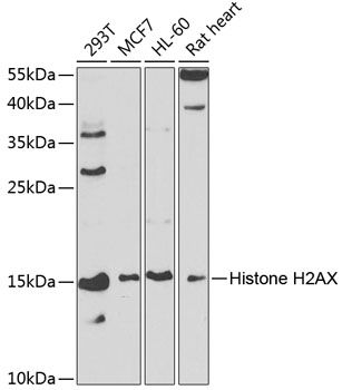 H2AFX antibody