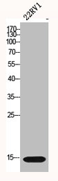 H2AFX Antibody