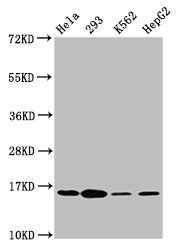 H2AFX (phospho-S139) antibody