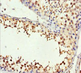 H2AFY Antibody