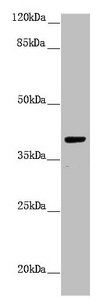 H2AFY antibody