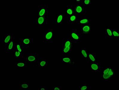 H2AFZ (Ab-4) antibody