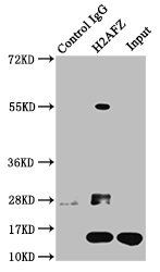 H2AFZ (Ab-4) Antibody