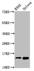 H2AFZ (Ab-4) Antibody
