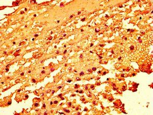 H2AFZ (Ab-4) Antibody
