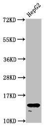 H2AFZ (Ab-4) Antibody