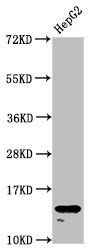 H2AFZ (Ab-4) antibody