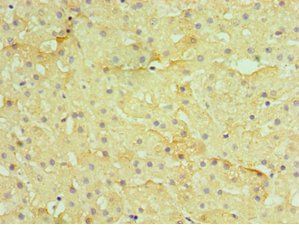 H2AFZ Antibody