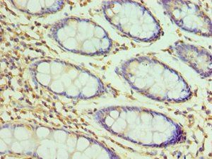 H2AFZ Antibody