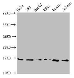 H3F3A (Ab-79) Antibody