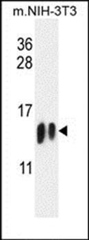 H4-K20 antibody
